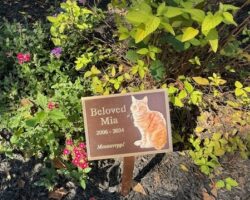 This bronze metal memorial plaque for "Beloved Mia," a cat, features her photo and cast lettering marking her dates (2006-2024). It stands among flowers in a garden, a heartfelt pet tribute. Cat memorial plaque with photo of orange cat named Mia, dates 2006-2024, placed among flowers and mulch in a garden.