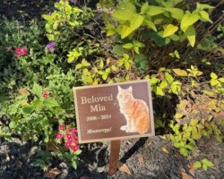 This bronze metal memorial plaque for "Beloved Mia," a cat, features her photo and cast lettering marking her dates (2006-2024). It stands among flowers in a garden, a heartfelt pet tribute. Cat memorial plaque with photo of orange cat named Mia, dates 2006-2024, placed among flowers and mulch in a garden.
